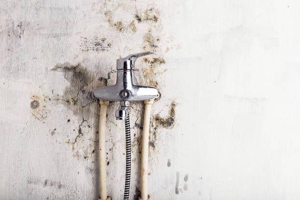 Best Post-Flood Mold Remediation in Crystal City, MO