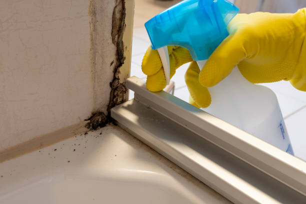 Best Bathroom Mold Remediation in Crystal City, MO