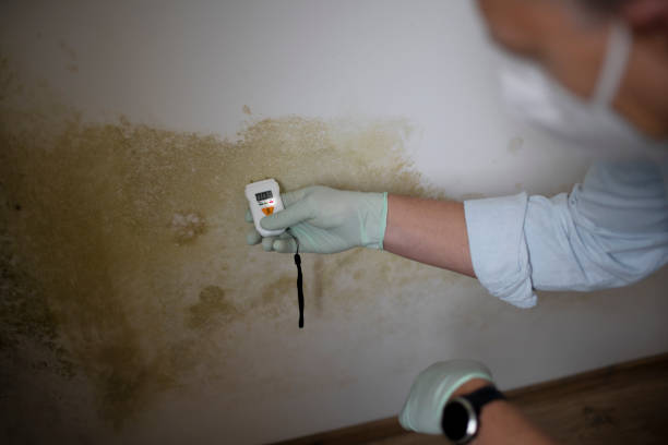 Reliable Crystal City, MO Mold Remediation Solutions