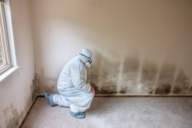 Best Kitchen Mold Remediation in Crystal City, MO