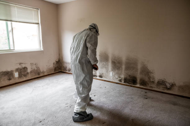 Best Residential Mold Remediation in Crystal City, MO