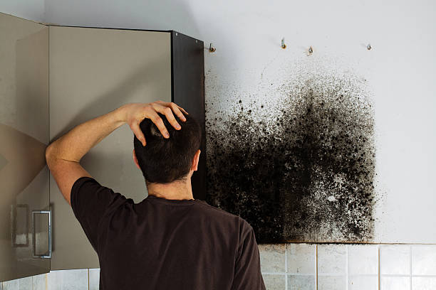 Best Health and Safety Mold Remediation in Crystal City, MO