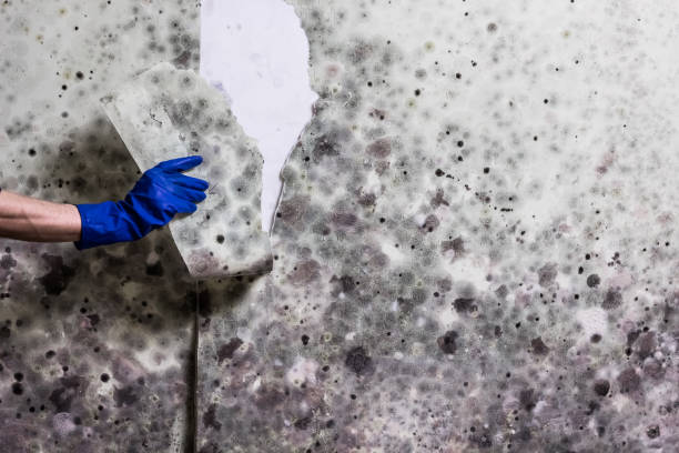 Best Residential Mold Remediation in Crystal City, MO