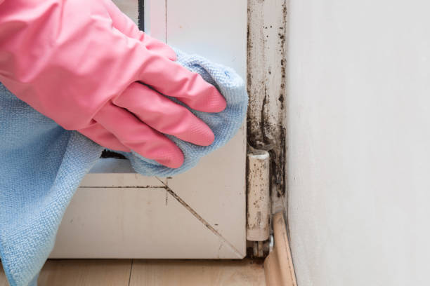 Trusted Crystal City, MO Mold Remediation Experts